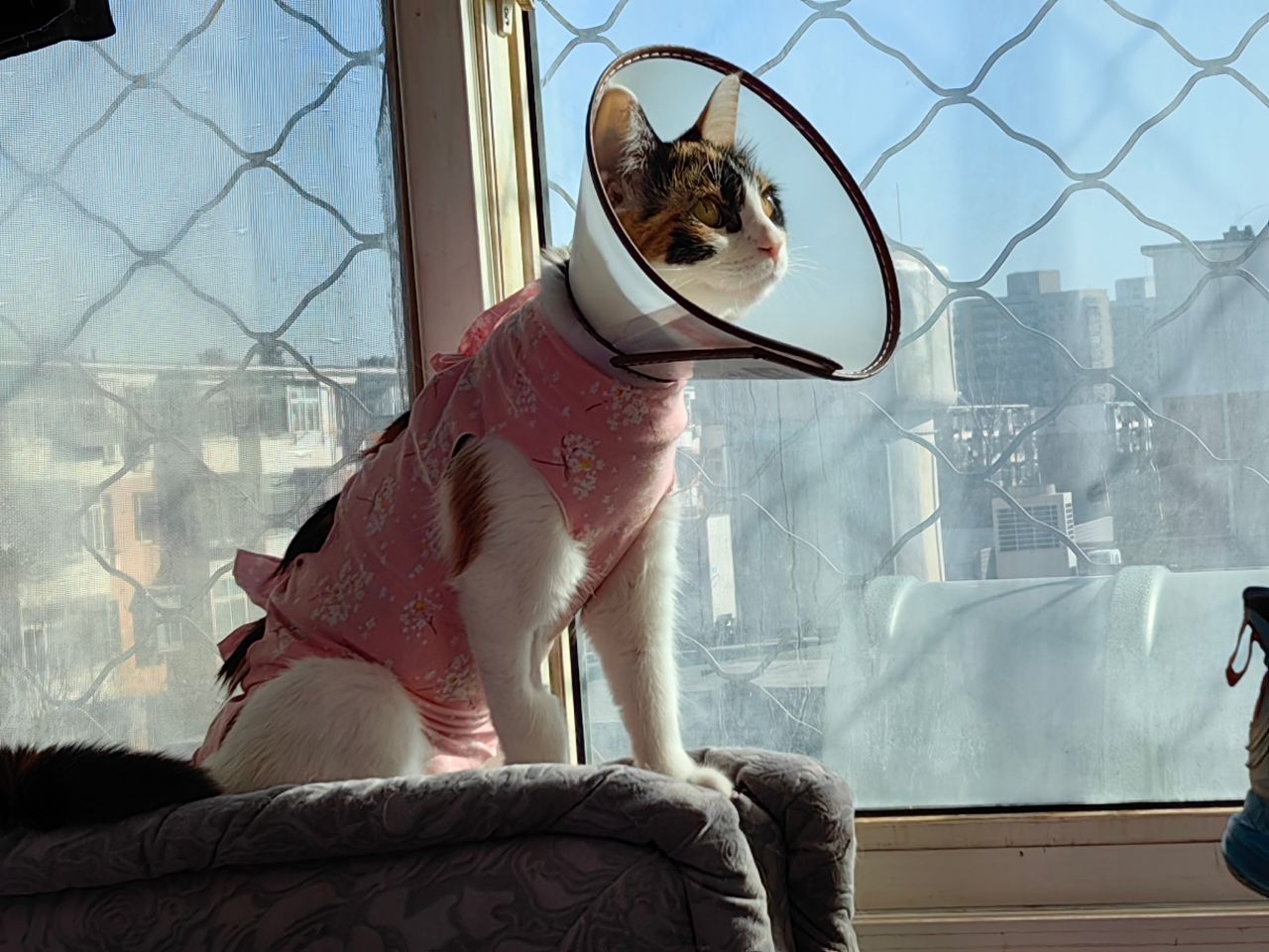 聊聊桂芬